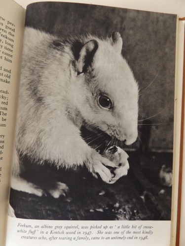 1954 squirrels 1st by - squirrels, ed