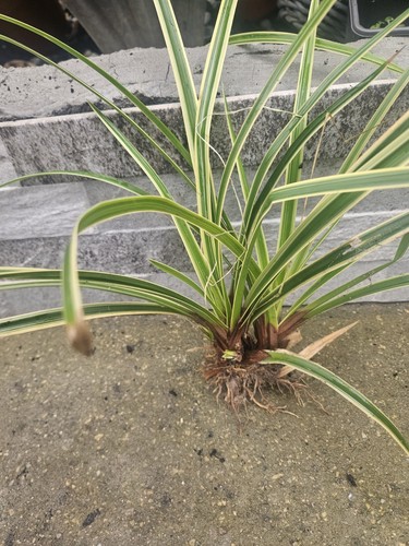 Japanese sage grass - grass, plant