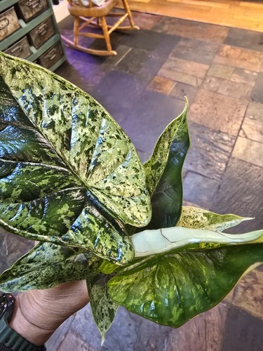 Beautiful alocasia dragon - beautiful,