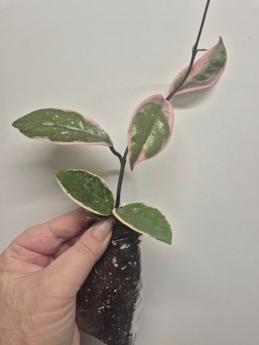 Hoya carnosa flamingo dream - hoya,
