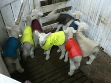 NEWBORN LAMB COATS, WATERPROOF