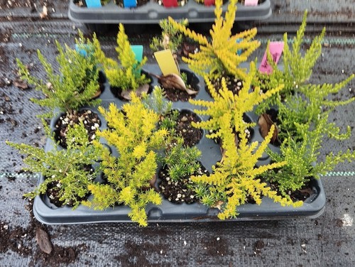 Jumbo heather plugs plants - jumbo, plugs.