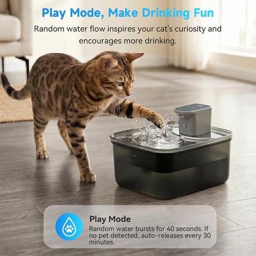 Cat dog kitten pet water - kitten,