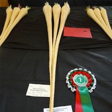 50 Victor Parsnip Seeds -