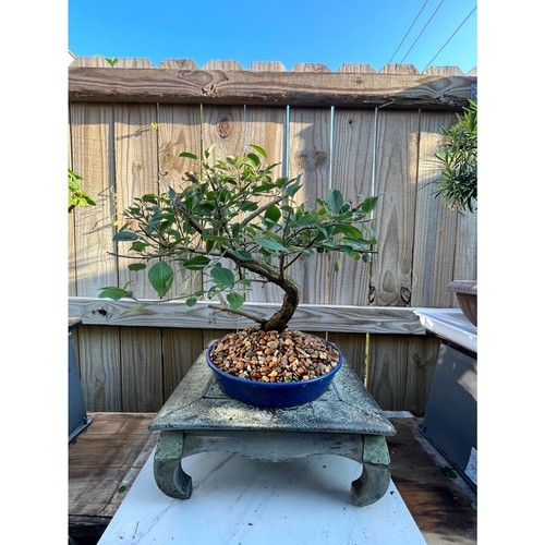 Awesome fantastic vitex - awesome!,