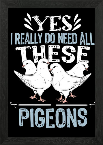 King pigeon breeding - breeding, gift