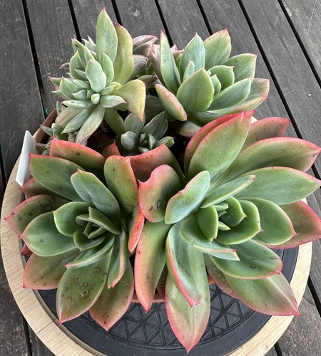 Echeveria luella variegated - echeveria,