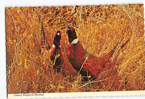 Postcard chinese ringneck - chinese,