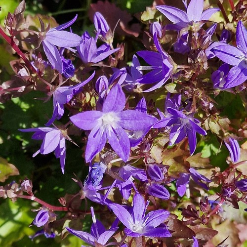 Campanula plug plants - campanula,