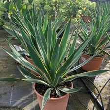 Yucca gloriosa variegata - yucca,