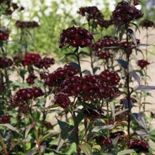 Sweet William - Nigricans (Dianthus barbatus) - Kings Seeds - 100 Seeds