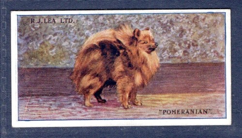 Pomeranian lea 1923 - r.j.,