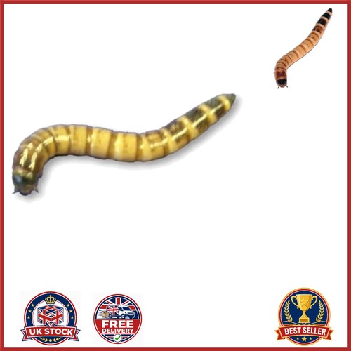 80g live morio worms - morio,
