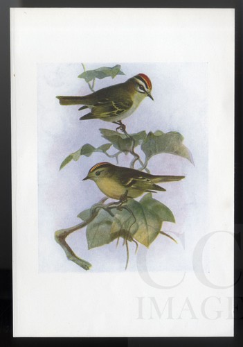 1907 antique bird - bird, &