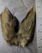 Dark Olive Bronze Mallard