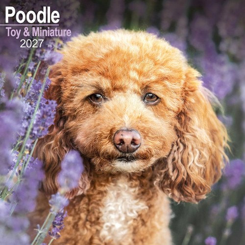 Toy miniature poodle - &,