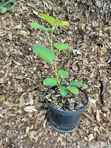 Fig fruit tree ficus - fig, organic