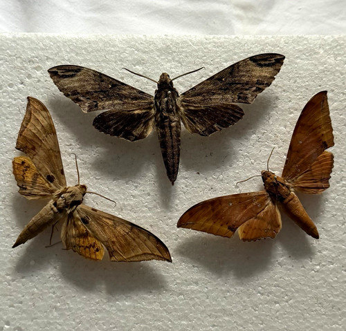 Entomology hawk moth - hawk, bundle