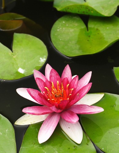 Nymphaea xue fei water lily - nymphaea,