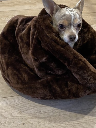 Luxury snuggle sack - sack, pet