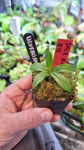 Nepenthes ulukaliana - nepenthes,