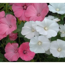 FLOWER LAVATERA ROSE MALLOW TRIMESTRIS MIX 350 SEEDS