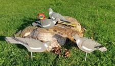 12 decoy pigeons Half Shell +