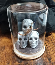 Taxidermy Real Scorpion On