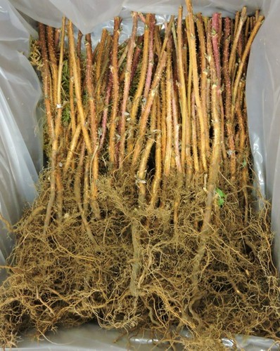 Raspberry canes polka - canes, 1-20