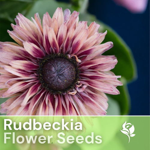 Cherokee blush rudbeckia seeds - cherokee,