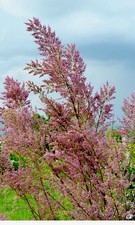 Tamarix tree pink Flower  in