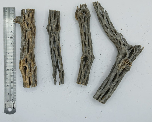 Cholla cactus wood - x,