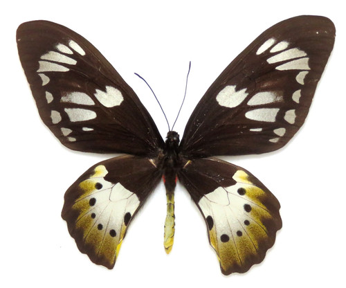 Ornithoptera paradisea