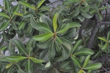 Tested! Rare [NM+5] PENTAX SMC Pentax-M 20mm f/4 Wide Angle Lens K Mount #139704