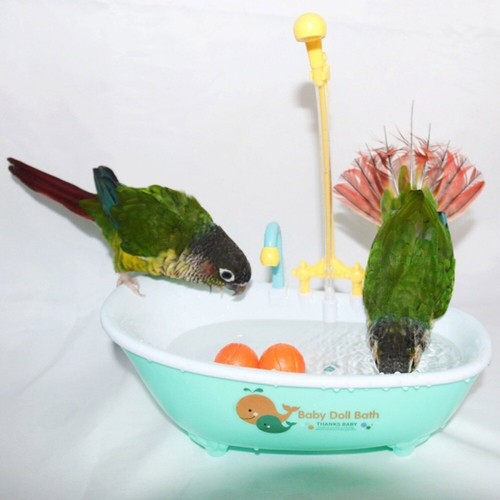 Cute parrot automatic - parrot, bathtub