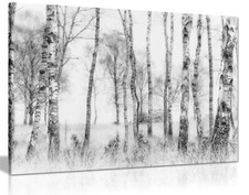 Black & White Birch Tree Trunks Winter Framed Canvas Print Wall Art Home Decor