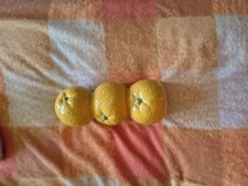 Yellow Fruit Shaped Vase 