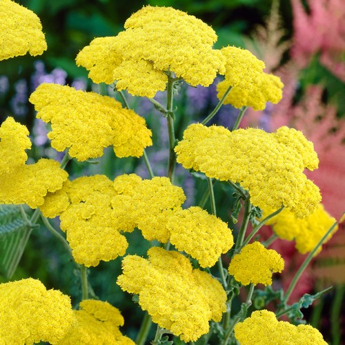 Achillea moonshine yarrow - achillea,
