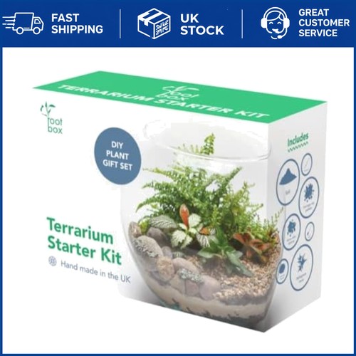 Creative terrarium plant - xl,