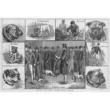 Scenes at the Bull Dog Show -