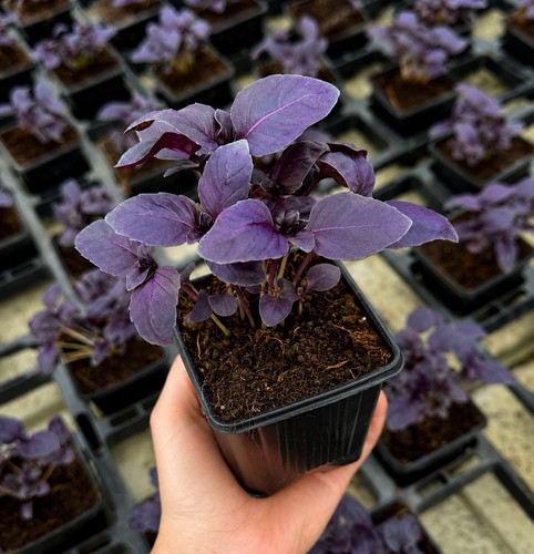 Purple basil plant - basil, healthy