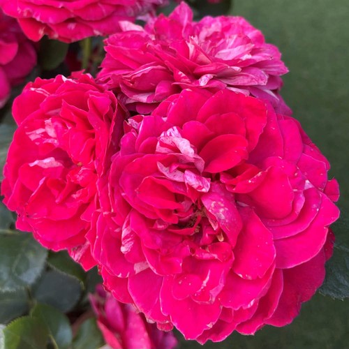 Rose andrew - rose, '