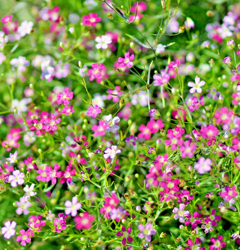 2300x gypsophila elegans - 2300x,