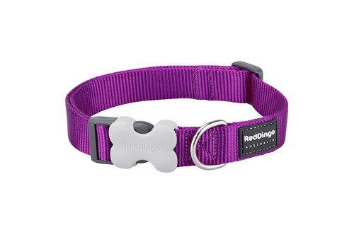 Red dingo plain bucklebone dog - dingo,