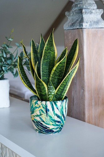 Ivyline indoor ceramic monza - ivyline,