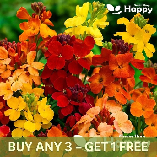 Wallflower tall fair lady - -,