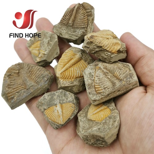 Fossil trilobite golden - fossil,