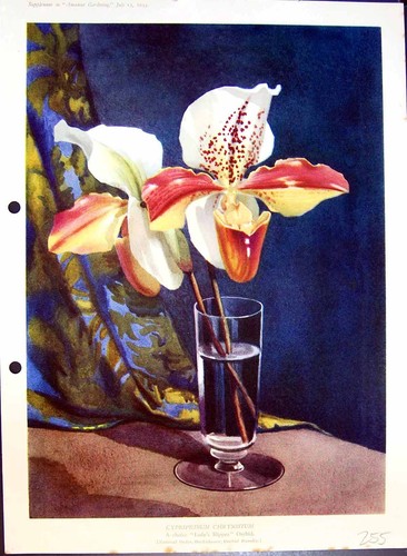Antique old print cypripedium - antique,
