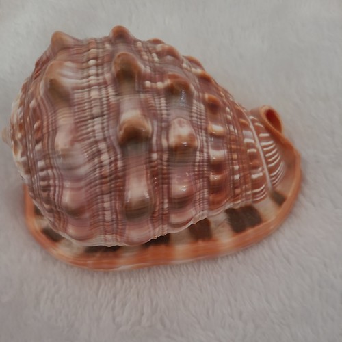 Seashell large red - seashell,