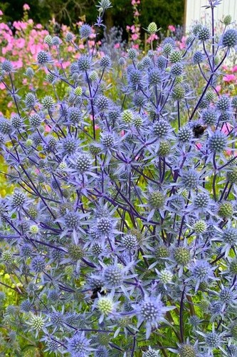 Plug plant eryngium - plug,